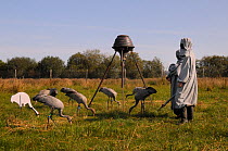 Group of young Common / Eurasian cranes (Grus grus) feeding on grain scattered by an automated feeder near two carers dressed in crane costumes acting as surrogate parents, within a fox-proof initial...