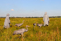 Four recently released young Common / Eurasian cranes (Grus grus) walking with two carers dressed in crane costumes acting as surrogate parents, Somerset Levels, England, UK, September 2012