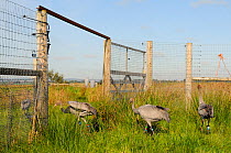 Four young Common / Eurasian cranes (Grus grus) following two carers acting as surrogate parents out of their electric fenced, fox-proof enclosure, Somerset Levels, England, UK, September 2012