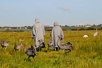 Group of recently released young Common / Eurasian cranes (Grus grus) following two carers dressed in crane costumes towards some adult crane decoys where grain will be scattered for them, Somerset Le...