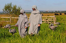 Group of recently released young Common / Eurasian cranes (Grus grus) walking with two carers dressed in crane costumes acting as surrogate parents, with cattle in the background, Somerset Levels, Eng...