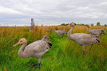 Group of recently released young Common / Eurasian cranes (Grus grus) walking with a carer dressed in a crane costume acting as a surrogate parent, Somerset Levels, England, UK, September 2012