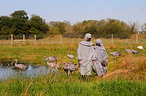 Group of recently released young Common / Eurasian cranes (Grus grus) walking with two carers dressed in crane costumes acting as surrogate parents within a fox-proof initial release enclosure, Somers...