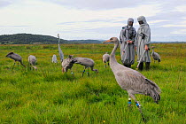 Group of recently released young Common / Eurasian cranes (Grus grus) feeding on grain scattered around adult crane models, alongside two carers dressed in crane costumes acting as surrogate parents,...
