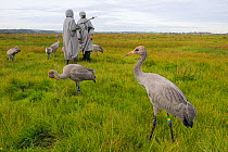 Group of recently released young Common / Eurasian cranes (Grus grus) feeding on grain alongside two carers dressed in crane costumes acting as surrogate parents, Somerset Levels, England, UK, Septemb...