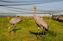 Two young Common / Eurasian cranes (Grus grus) in a netted aviary before being released as part of a reintroduction program, Somerset Levels, England, UK, September 2012