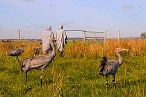 Group of young Common / Eurasian cranes (Grus grus) being led out of a fox-proof enclosure by two carers in crane costumes acting as surrogate parents, Somerset Levels, England, UK, September 2012
