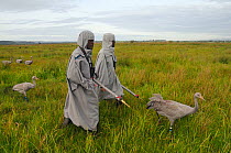 Group of recently released young Common / Eurasian cranes (Grus grus) walking with two carers in crane costumes acting as surrogate parents, Somerset Levels, England, UK, September 2012