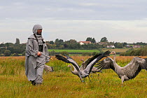 Group of recently released young Common / Eurasian cranes (Grus grus) running with their wings raised following a carer in a crane costume acting as a surrogate parent, Somerset Levels, England, UK, S...