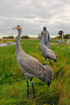 Group of young Common / Eurasian cranes (Grus grus) standing, drinking and feeding alongside a carer dressed in a crane costume acting as a surrogate parent, within a fox-proof initial release enclosu...