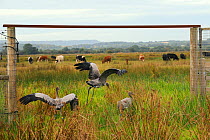 Three recently released young Common / Eurasian cranes (Grus grus) walking, running and flying out of a gateway from their fox-proof enclosure, with cattle grazing in the background, Somerset Levels,...