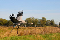 Recently released young Common / Eurasian crane (Grus grus) landing within a fox-proof initial release enclosure, Somerset Levels, England, UK, September 2012