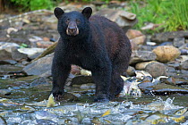 Black bear (Ursus americanus) has its choice of which Dog Salmon (Oncorhynchus keta) to grab during their annual run. Neets Bay, Alaska on the Inland Passage, USA, July