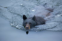 Black bear (Ursus americanus) swimming in Herring Cove south of the town of Ketchikan, Alaska, USA, July