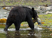 Black bear (Ursus americanus) with Dog salmon (Oncorhynchus keta) catch. Note the teeth the male Dog / Chum Salmon grows during the spawning season. Alaska, USA, July