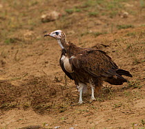 Hooded vulture (Necrosyrtes monachus) cautiously approaches an unseen carcass, Serengeti National Park, Tanzania, East Africa, March