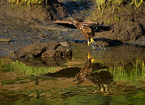American Bald eagle (Haliaeetus leucocephalus) immature individual takes to flight, reflected in Eagle Creek, Ketchikan, Alaska, USA, July