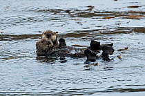 Northern Pacific Sea otter (Enhydra lutris) with a youngster held close, Gulf of Alaska near Sitka, USA