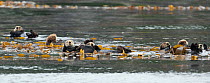 Northern Pacific Sea otters (Enhydra lutris) a raft of animals in a bed of Bull Kelp, Gulf of Alaska near Sitka, USA