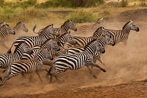 Plains zebra (Equus quagga) scatter after being spooked at a waterhole, Serengeti National Park, Tanzania
