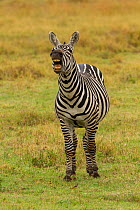 Plains Zebra (Equus quagga) Flehmen grimace, Ngorongoro Crater, Tanzania