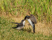 Tree swallow (Tachycineta bicolor) adult feeding a fledgling chick on ground, Aurora, Colorado, USA, July
