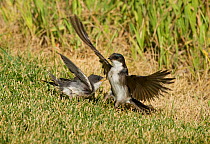 Tree swallow (Tachycineta bicolor) adult landing next to begging chick, Aurora, Colorado, USA, July
