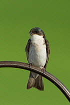 Tree swallow (Tachycineta bicolor) female portrait, Aurora, Colorado, USA, July