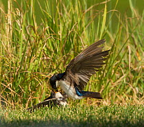 Tree Swallow (Tachycineta bicolor) adult seems to land on top of fledged chick as it feeds its offspring on the ground, Colorado, USA, July