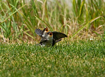 Tree swallow (Tachycineta bicolor) two chicks that have left the nest, beg to be fed on the ground. Aurora, Colorado, USA, July