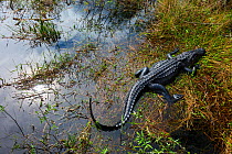 American Alligator (Alligator mississippiensis) in mangrove wetlands. Everglades National Park, Florida, USA, February.