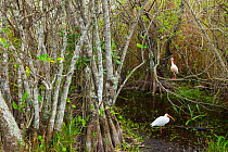 White Ibis (Eudocimus albus) in mangrove trees. Everglades National Park, Florida, USA, February.