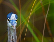 Great Blue Heron (Ardea herodias) head portrait, Everglades National Park, Florida, USA, February.
