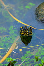 Florida red-bellied cooter / Florida redbelly turtle (Pseudemys nelsoni). Everglades National Park, Florida, USA, February.