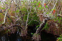 American Anhinga / Darter (Anhinga anhinga) in mangrove habitat. Everglades National Park, Florida, USA, February.