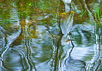 Snowy Egret (Egretta thula) reflected in water. Everglades National Park, Florida, USA, February.