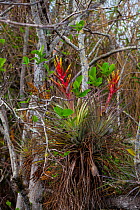 Flowering epiphyte airplant. Everglades National Park, Florida, USA, February.