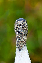 Wood Stork (Mycteria americana) rear view of head. Everglades National Park, Florida, USA, February.