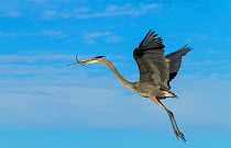 Great Blue Heron (Ardea herodias) in flight with twig for nesting material. Everglades National Park, Florida, USA, February.