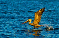 Brown Pelican (Pelecanus occidentalis) taking off from water. Everglades National Park, Florida, USA, February.