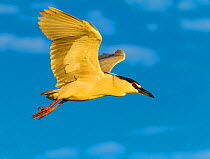 Black-crowned Night Heron (Nycticorax nycticorax) in flight. Everglades National Park, Florida, USA, February.