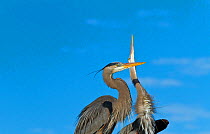Great Blue Heron (Ardea herodias) courtship behaviour. Everglades National Park, Florida, USA, February.