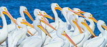 American White Pelican (Pelecanus erythrohycnchos) flock. Everglades National Park, Florida, USA, February.