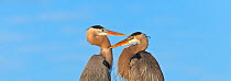 Great Blue Heron (Ardea herodias) pair facing each other. Everglades National Park, Florida, USA, February.