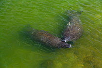 Florida Manatees (Trichechus manatus latirostris) at sea surface. Everglades National Park, Florida, USA, February.