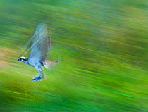 Osprey (Pandion haliaetus) in flight with caught fish. Everglades National Park, Florida, USA, August.