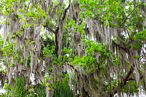 Mangrove canopy covered in Spanish moss Everglades National Park, Florida, USA, February.