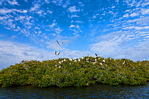 American Wood Stork (Mycteria americana) colony  in mangrove canopy. Everglades National Park, Florida, USA, February.