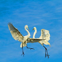 Great Egrets (Ardea alba) territorial dispute above nest colony, Everglades National Park, Florida, USA, February.
