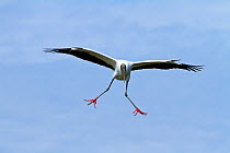 Wood Stork / American Wood Ibis (Mycteria americana) in flight. Everglades National Park, Florida, USA, February.